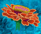 zinnia embroidery design to download
