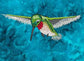 hummingbird embroidery design to download