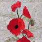 Poppy Plume